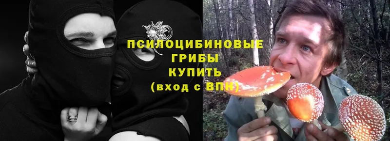 хочу наркоту  Балахна  Галлюциногенные грибы Psilocybe 